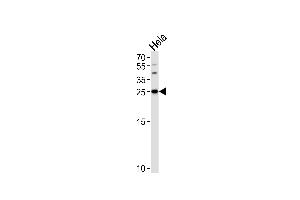 Western Blotting (WB) image for anti-14-3-3 gamma (YWHAG1) (AA 136-164) antibody (ABIN389486)