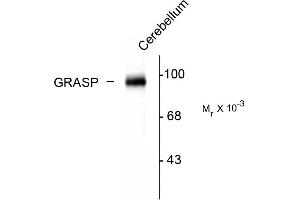 Western blots of rat cerebellar lysate showing the specific immunolabeling of the ~95k GRASP protein. (GRIPAP1 抗体  (C-Term))