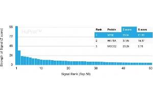 Analysis of Protein Array containing more than 19,000 full-length human proteins using CD73 Mouse Recombinant Monoclonal Antibody (NT5E/2503) Z- and S- Score: The Z-score represents the strength of a signal that a monoclonal antibody (MAb) (in combination with a fluorescently-tagged anti-IgG secondary antibody) produces when binding to a particular protein on the HuProtTM array. (CD73 抗体)