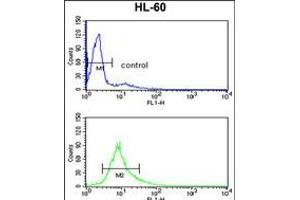 Flow cytometry analysis of HL-60 cells (bottom histogram) compared to a negative control cell (top histogram). (PSME2 抗体  (C-Term))