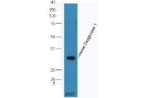 293T cell lysate probed (ABIN677273) at 1:300 overnight in 4 °C. (Heme Oxygenase 1, Heme Oxygenase 2 (AA 101-200) 抗体)
