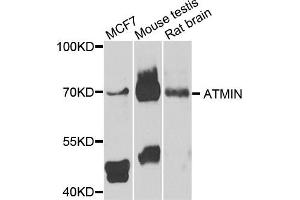 Western blot analysis of extracts of various cells, using ATMIN antibody. (ATM Interactor 抗体)