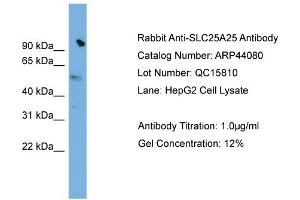 WB Suggested Anti-SLC25A25  Antibody Titration: 0. (SLC25A25 抗体  (N-Term))