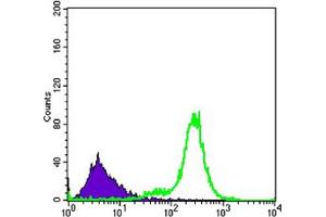 Flow cytometric analysis of K562 cells using IL34 mouse mAb (green) and negative control (purple). (IL-34 抗体)