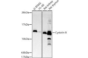 Western blot analysis of extracts of various cell lines, using Cystatin B antibody (ABIN7266617) at 1:500 dilution. (CSTB 抗体)