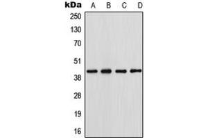 Western blot analysis of Podocin expression in HepG2 (A), HeLa (B), NIH3T3 (C), PC12 (D) whole cell lysates. (Podocin 抗体  (N-Term))