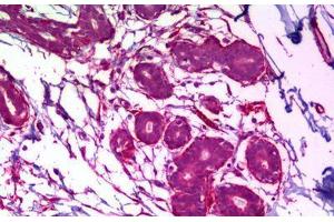 Anti-MAPK8 / JNK1 antibody IHC staining of human breast. (JNK 抗体)