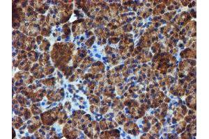 Image no. 3 for anti-Iduronate 2-Sulfatase (IDS) antibody (ABIN1498797) (IDS 抗体)