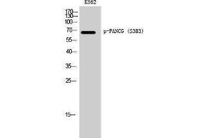 Western Blotting (WB) image for anti-Fanconi Anemia Complementation Group G (FANCG) (pSer383) antibody (ABIN3182349) (FANCG 抗体  (pSer383))