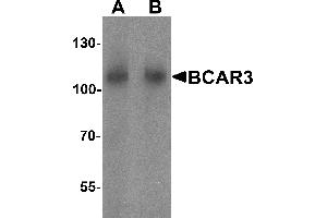 Western blot analysis of BCAR3 in mouse kidney tissue lysate with BCAR3 antibody at A) 1 and (B) 2 µg/mL. (BCAR3 抗体  (N-Term))