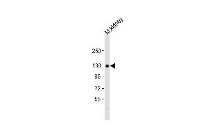 Anti-CACNA2D2 Antibody (Center) at 1:2000 dilution + mouse kidney lysate Lysates/proteins at 20 μg per lane. (CACNA2D2 抗体  (AA 643-671))