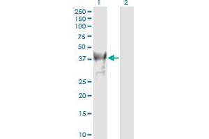 Western Blot analysis of PCGF4 expression in transfected 293T cell line by PCGF4 monoclonal antibody (M02), clone 4E10-1C5. (BMI1 抗体  (AA 1-326))