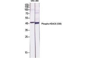 Western Blot (WB) analysis of specific cells using Phospho-HDAC8 (S39) Polyclonal Antibody. (HDAC8 抗体  (pSer39))