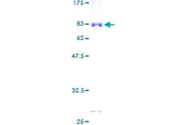 ZNF256 Protein (AA 1-474) (GST tag)