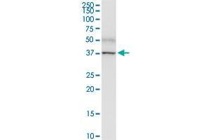 PNMA1 MaxPab rabbit polyclonal antibody. (PNMA1 抗体  (AA 1-353))