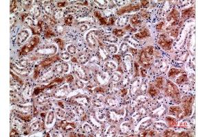 Immunohistochemistry (IHC) analysis of paraffin-embedded Human Kidney, antibody was diluted at 1:100. (MME 抗体  (Internal Region))