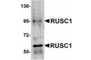 Image no. 1 for anti-RUN and SH3 Domain Containing 1 (RUSC1) (C-Term) antibody (ABIN478171) (RUSC1 抗体  (C-Term))