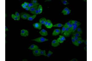 Immunofluorescence (IF) image for anti-Solute Carrier Family 15 (H+/Peptide Transporter), Member 4 (SLC15A4) (AA 243-317) antibody (ABIN7170110)