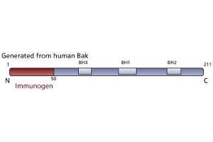 Image no. 2 for anti-BCL2-Antagonist/killer 1 (BAK1) antibody (ABIN967519) (BAK1 抗体)