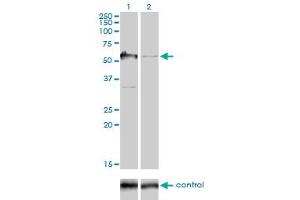 Western Blotting (WB) image for anti-GTPase Activating Protein (SH3 Domain) Binding Protein 1 (G3BP1) (AA 214-303) antibody (ABIN564390)