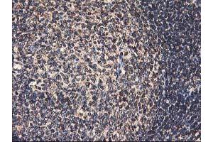 Image no. 4 for anti-Heme Oxygenase (Decycling) 2 (HMOX2) antibody (ABIN1498691) (HMOX2 抗体)