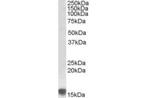 Image no. 1 for anti-Sulfiredoxin 1 (SRX1) (AA 61-74) antibody (ABIN490358)