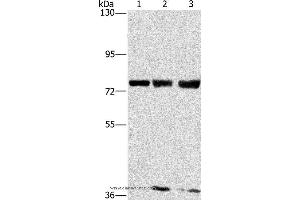 Western blot analysis of MCF7, hela and 293T cell, using GGCX Polyclonal Antibody at dilution of 1:400 (GGCX 抗体)