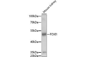 Western blot analysis of extracts of mouse kidney, using FOXI1 antibody (ABIN7267236) at 1:1000 dilution.