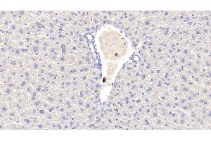 Detection of CRP in Mouse Liver Tissue using Polyclonal Antibody to C Reactive Protein (CRP) (CRP 抗体  (AA 20-225))