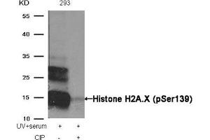 Western blot analysis of extracts from 293 cells, treated with UV+serum or calf intestinal phosphatase (CIP), using Histone H2A. (H2AFX 抗体  (pSer139))