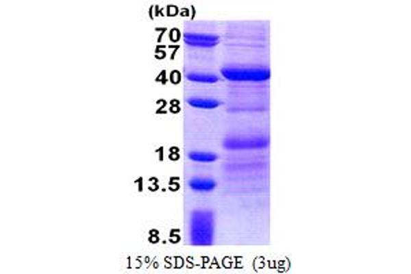 HEPACAM2 Protein (AA 32-351) (His tag)