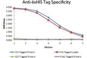 Image no. 1 for anti-His Tag antibody (Biotin) (ABIN1102040)