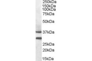 Image no. 1 for anti-Melanocortin 5 Receptor (MC5R) (N-Term) antibody (ABIN375093) (MC5 Receptor 抗体  (N-Term))