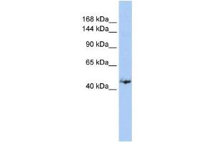 Western Blotting (WB) image for anti-Growth Regulation By Estrogen in Breast Cancer 1 (GREB1) antibody (ABIN2458109) (GREB1 抗体)