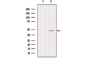Western blot analysis of extracts from Mouse brain, using RRAGD Antibody. (RRAGD 抗体  (Internal Region))