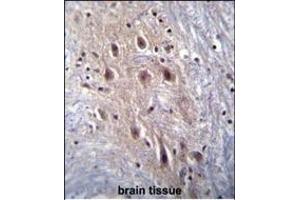 HIPK4 Antibody (ABIN656848 and ABIN2846054) immunohistochemistry analysis in formalin fixed and paraffin embedded human brain tissue followed by peroxidase conjugation of the secondary antibody and DAB staining. (HIPK4 抗体)