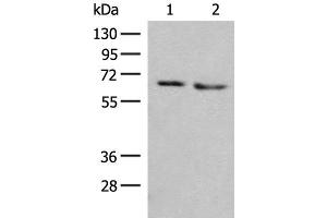 Western blot analysis of HEPG2 and A172 cell lysates using NARS Polyclonal Antibody at dilution of 1:350 (NARS 抗体)