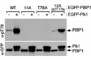 Western blot using MLF1IP (phospho T78) polyclonal antibody  shows detection of MLF1IP phosphorylated at Thr78. (MLF1IP 抗体  (pThr78))