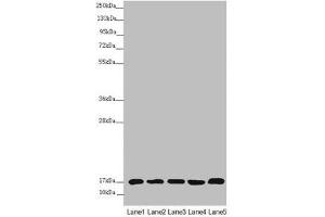 Western blot All lanes: NDUFB5 antibody at 2. (NDUFB5 抗体  (AA 100-189))