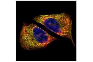 ICC/IF Image Confocal immunofluorescence analysis (Olympus FV10i) of paraformaldehyde-fixed U2OS, using beta Tubulin 4, antibody (Green) at 1:500 dilution. (TUBB4 抗体)