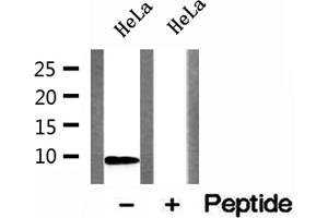 Western blot analysis of extracts of HeLa cells, using DSS1 antibody. (SHFM1 抗体)