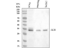 Western blot analysis of IL33 using anti-IL33 antibody (ABIN5692884).