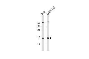 All lanes : Anti-NT5C Antibody (N-Term) at 1:2000 dilution Lane 1: Raji whole cell lysate Lane 2: U-251 MG whole cell lysate Lysates/proteins at 20 μg per lane.