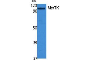 Western Blot (WB) analysis of specific cells using MerTK Polyclonal Antibody. (MERTK 抗体  (N-Term))