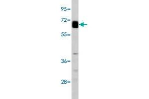 Western blot analysis of GPC3 polyclonal antibody  in mouse lung tissue. (Glypican 3 抗体  (AA 530-560))