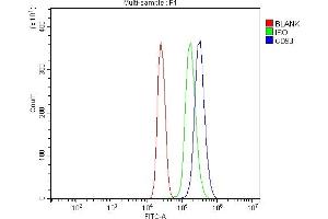 Flow Cytometry analysis of U937 cells using anti-CD93 antibody (ABIN7602865).