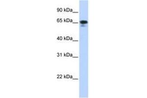 Image no. 1 for anti-Zinc Finger Protein 276 (ZNF276) (AA 180-229) antibody (ABIN6742730) (ZNF276 抗体  (AA 180-229))