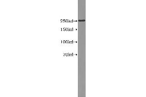 Western Blotting (WB) image for Apolipoprotein B (APOB) ELISA Kit (ABIN1113522) (APOB ELISA 试剂盒)