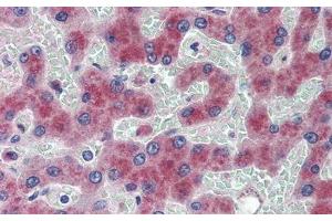 Immunohistochemistry (IHC) image for anti-Angiotensinogen (serpin Peptidase Inhibitor, Clade A, Member 8) (AGT) antibody (ABIN7437461)