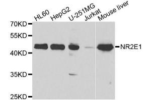 Western blot analysis of extracts of various cell lines, using NR2E1 antibody. (NR2E1 抗体  (AA 106-385))